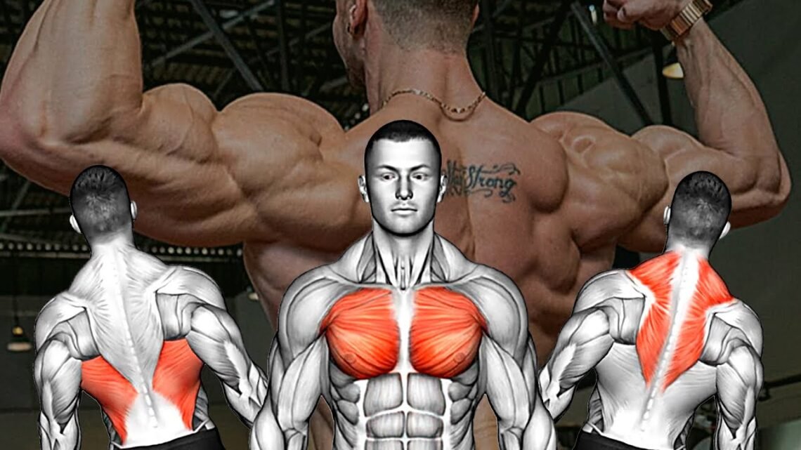 How To Build Back & Chest Muscles GYM Edition
