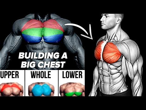 7 Effective Exercises to Build a Full Chest Workout
