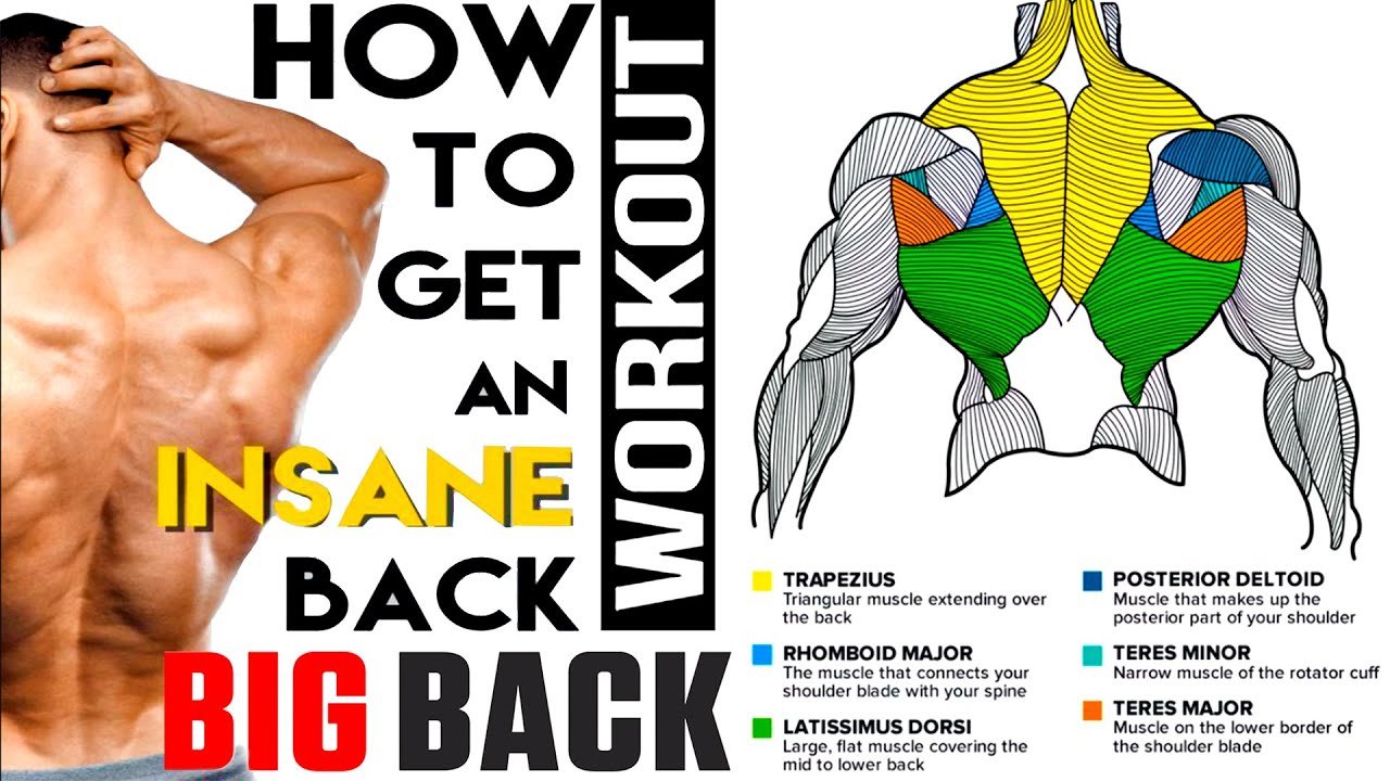 The 10 Best Exercises to Build Your Back NO WEIGHT! – Beast Immortal