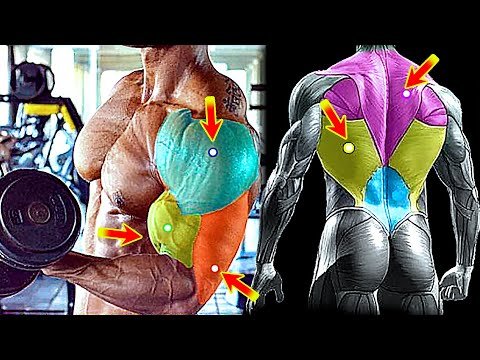 Muscle Building SHOULDER/ TRAP/ ARMS Workout