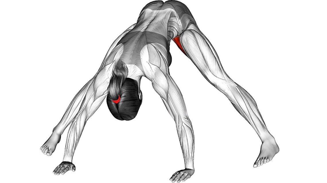 Morning Exercise (With Muscle Working)
