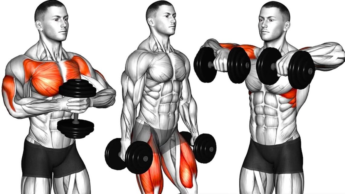 14 Dumbbell Exercises for Full Body to Build Muscle 14 Dumbbell Exercises for Full Body to Build Muscle